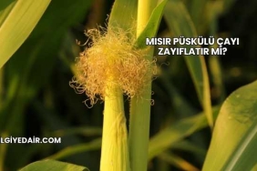 Mısır Püskülü Çayı Zayıflatır mı?