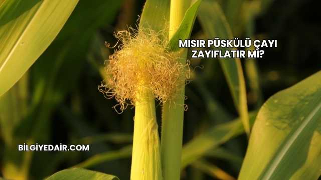 Mısır Püskülü Çayı Zayıflatır mı?