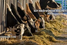 Süt İneği Günlük Maliyeti 2025