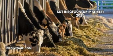 Süt İneği Günlük Maliyeti 2025