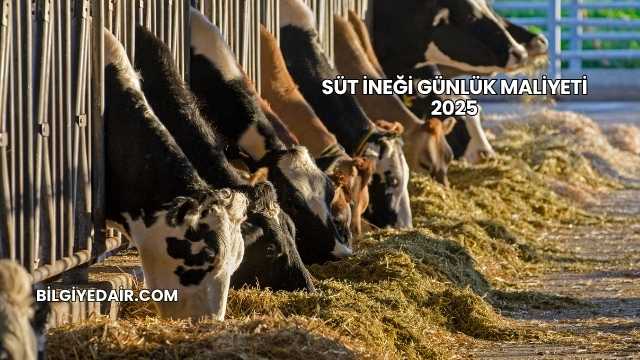 Süt İneği Günlük Maliyeti 2025