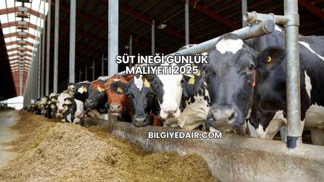 Süt İneği Günlük Maliyeti 2025