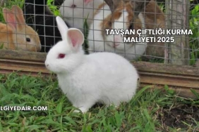 Tavşan Çiftliği Kurma Maliyeti 2025