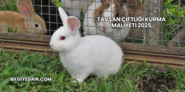 Tavşan Çiftliği Kurma Maliyeti 2025