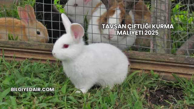 Tavşan Çiftliği Kurma Maliyeti 2025