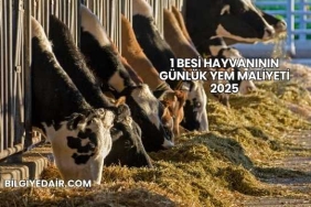 1 Besi Hayvanının Günlük Yem Maliyeti 2025