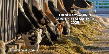 1 Besi Hayvanının Günlük Yem Maliyeti 2025