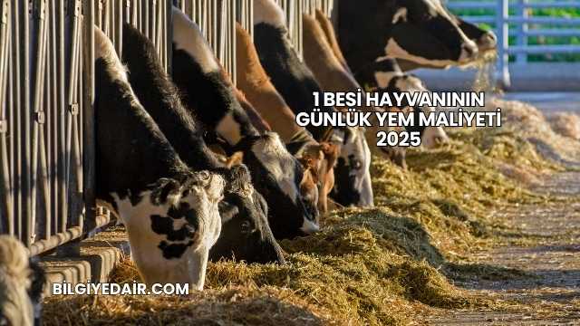 1 Besi Hayvanının Günlük Yem Maliyeti 2025