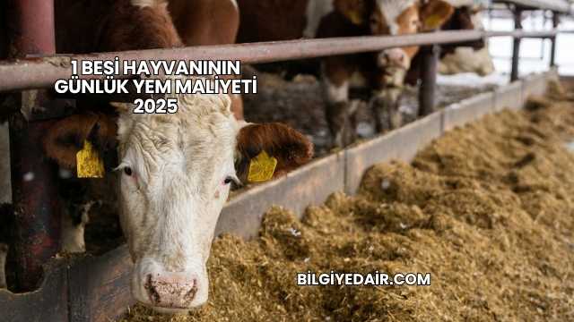 1 Besi Hayvanının Günlük Yem Maliyeti 2025