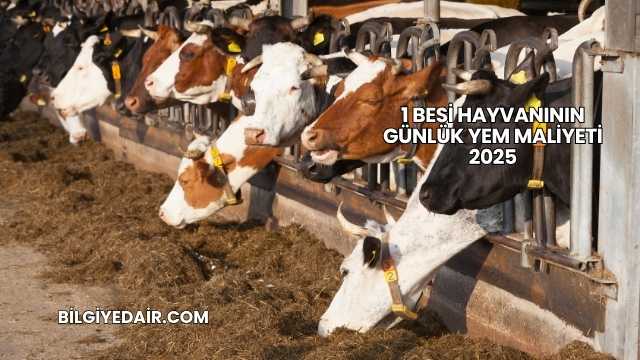 1 Besi Hayvanının Günlük Yem Maliyeti 2025