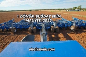 1 Dönüm Buğday Ekim Maliyeti 2025