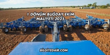 1 Dönüm Buğday Ekim Maliyeti 2025