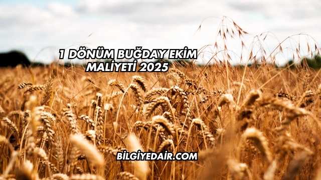 1 Dönüm Buğday Ekim Maliyeti 2025