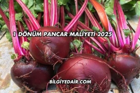 1 Dönüm Pancar Maliyeti 2025