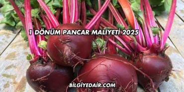 1 Dönüm Pancar Maliyeti 2025