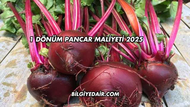 1 Dönüm Pancar Maliyeti 2025