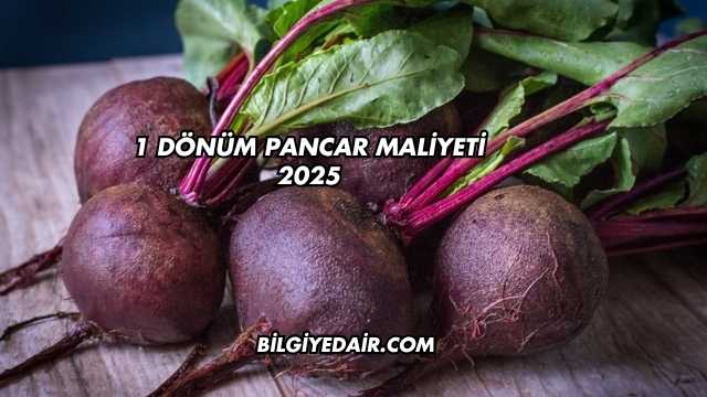 1 Dönüm Pancar Maliyeti 2025