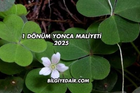 1 Dönüm Yonca Maliyeti 2025