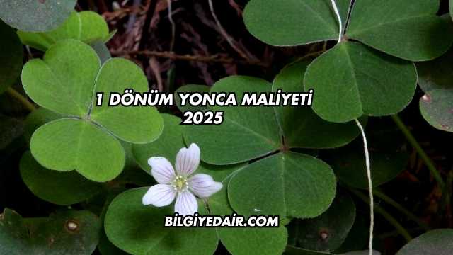 1 Dönüm Yonca Maliyeti 2025