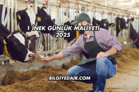 1 İnek Günlük Maliyeti 2025