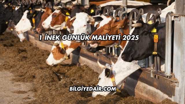 1 İnek Günlük Maliyeti 2025