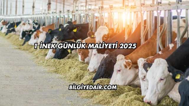 1 İnek Günlük Maliyeti 2025