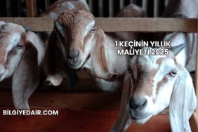 1 Keçinin Yıllık Maliyeti 2025