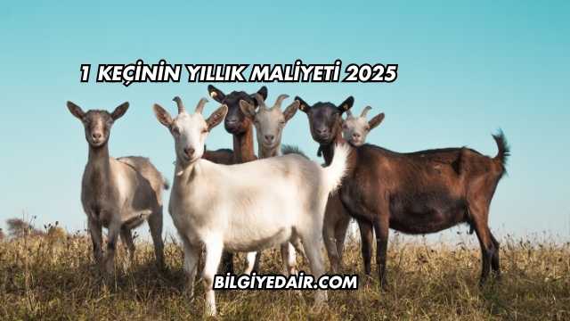 1 Keçinin Yıllık Maliyeti 2025