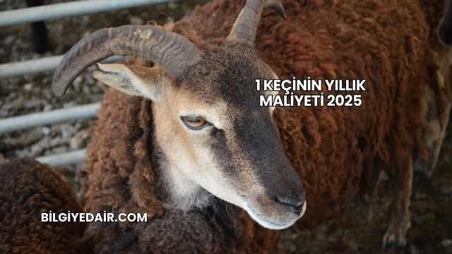 1 Keçinin Yıllık Maliyeti 2025