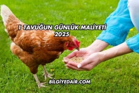 1 Tavuğun Günlük Maliyeti 2025