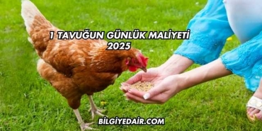 1 Tavuğun Günlük Maliyeti 2025