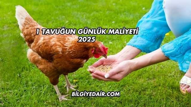 1 Tavuğun Günlük Maliyeti 2025