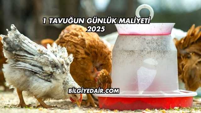 1 Tavuğun Günlük Maliyeti 2025