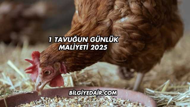 1 Tavuğun Günlük Maliyeti 2025