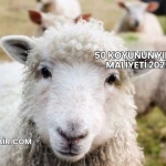 50 Koyunun Yıllık Maliyeti 2025