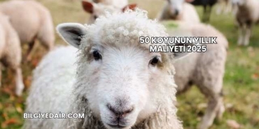 50 Koyunun Yıllık Maliyeti 2025