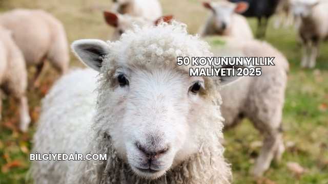 50 Koyunun Yıllık Maliyeti 2025