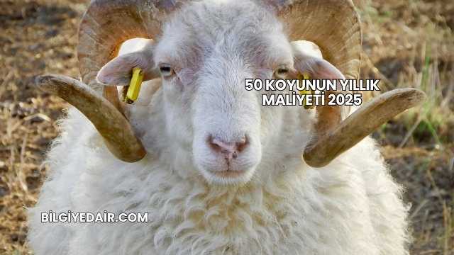 50 Koyunun Yıllık Maliyeti 2025