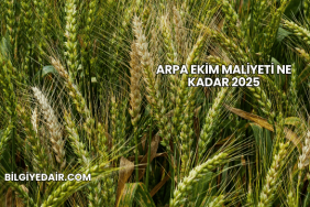 Arpa Ekim Maliyeti Ne Kadar 2025