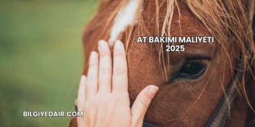 At Bakımı Maliyeti 2025