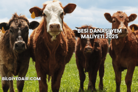 Besi Danası Yem Maliyeti 2025