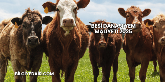 Besi Danası Yem Maliyeti 2025