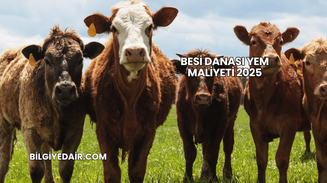 Besi Danası Yem Maliyeti 2025