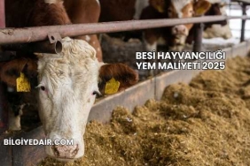 Besi Hayvancılığı Yem Maliyeti 2025