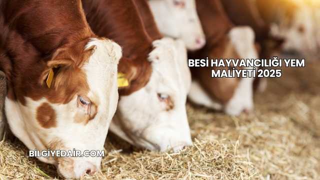 Besi Hayvancılığı Yem Maliyeti 2025