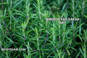 Biberiye Yağ Yakar mı?