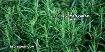 Biberiye Yağ Yakar mı?