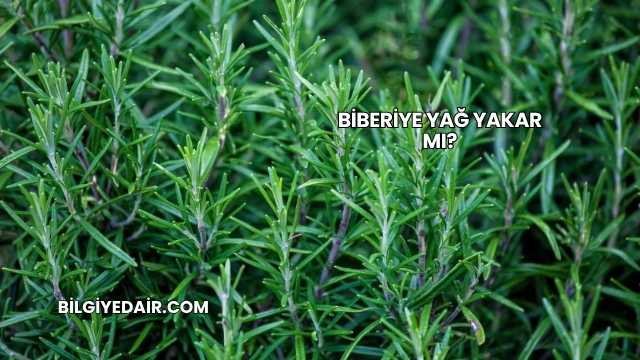 Biberiye Yağ Yakar mı?