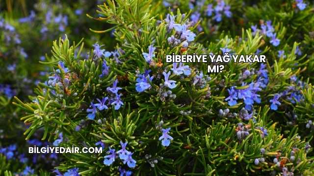 Biberiye Yağ Yakar mı?
