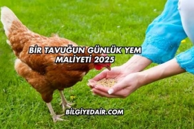 Bir Tavuğun Günlük Yem Maliyeti 2025